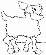 Coloring Lamb Posing sketch template
