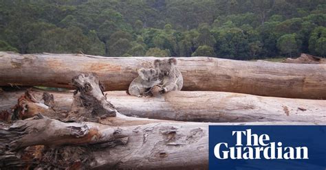 global deforestation hotspot 3m hectares of australian