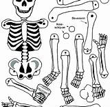 Coloring Pages Body Skeleton Human Systems System Bones Bone Parts Muscular Color Preschoolers Printable Getcolorings Anatomy Kids Print Printables Chapter sketch template