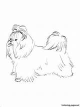 Tzu Shih Coloring Pages Getcolorings Printable Color sketch template