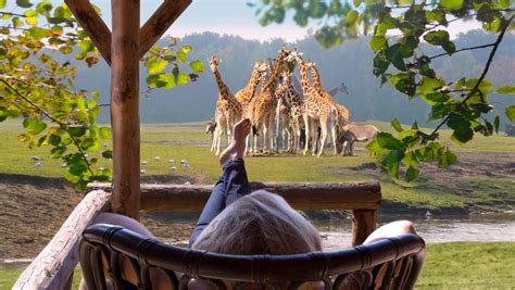 safaripark beekse bergen baut safari resort eroeffnung  parkerlebnisde