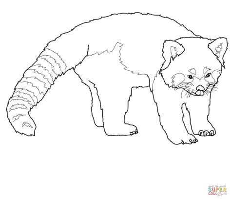 red panda coloring pages panda coloring pages animal