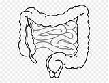 Intestino Grueso Pinclipart Intestinos Intestine Digestivo Imagen sketch template