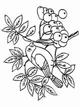Rowan Coloring Pages Berries Recommended Color sketch template