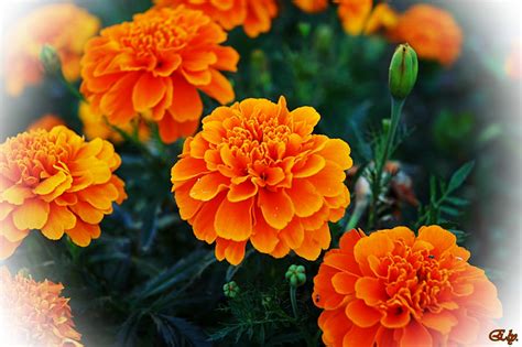 de color naranja imagen foto plantas flores naturaleza fotos de fotocommunity