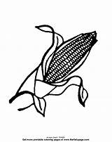Corn Cob Skittles Cliparts Coloringhome sketch template