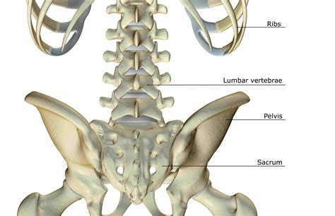 spinal anatomy including transverse process  lamina