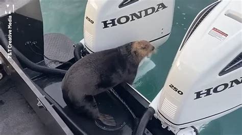 Amazing Footage As Otter Jumps On Boat To Escape Orca