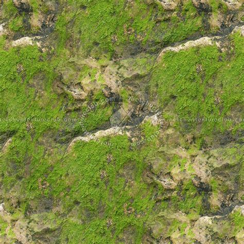 Moss Texture Seamless 13157