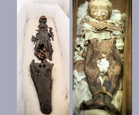 Half Princess Half Crocodile Two Headed Ancient Mummy