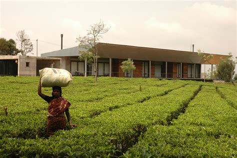 house   tea garden rma architects archdaily