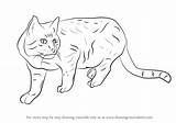 Draw Easy Drawing Cool Animals Wildcat Step Tutorials Cat Wild Drawings Adults Cats Kids Teens Want Anime Beginners People Projects sketch template