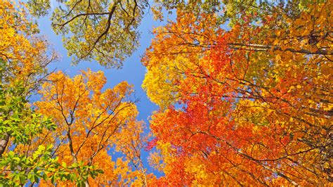 dnr  cold snap  spark delayed fall foliage spectrum  indiana
