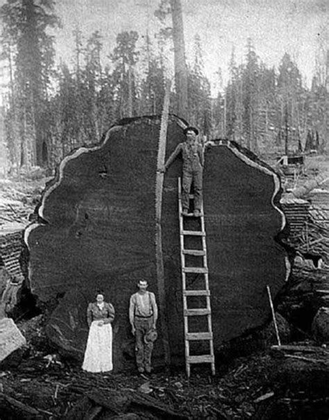 logging  yesteryear