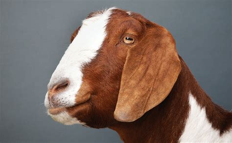goat     modern farmer