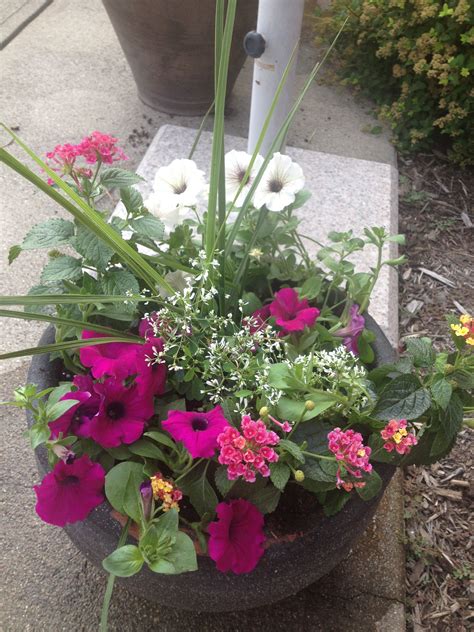 john mirams sun loving flowers  pots container plants  full