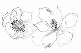 Magnolia Drawing Flower Drawings Grandiflora Sketches Pencil Tattoo Choose Board Coloring Pages Large sketch template