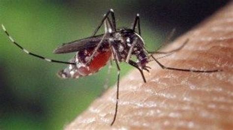 how dengue does it the scientist magazine®