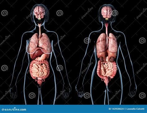 Woman Anatomy Internal Organs Rear And Front Views Stock Illustration