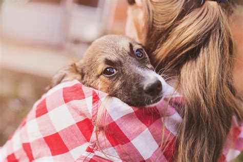 la spa celebre le noel des animaux avec  refuge ephemere  paris