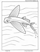 Fish Flying Coloring Pages Colouring Drawing Pi Life Animals Getdrawings Kids Visit Drawings Choose Board sketch template