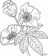 Cochlospermum Vitifolium Hierba Fico Albero Belida Buttercup Supercoloring Colorironline Pobarvanke sketch template
