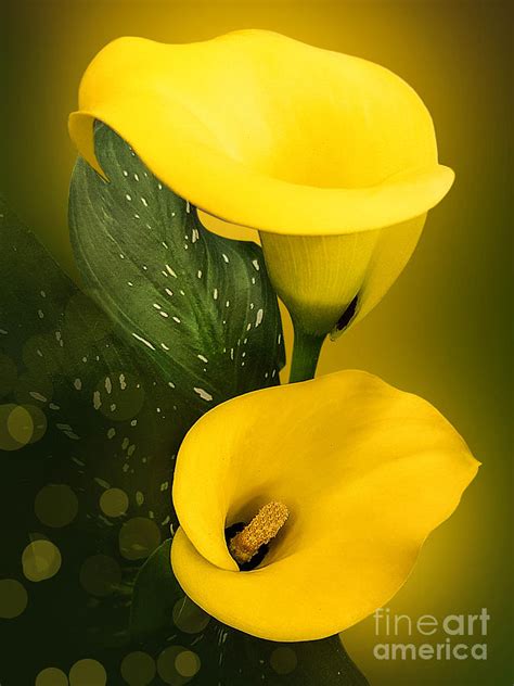 Calla Lily Bright Yellow Leaves Bokeh Photograph By Mira Minerva