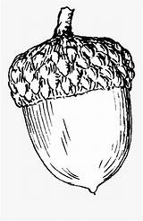 Acorn Coloring Pages Sketch Printable Clipart Clipartkey sketch template