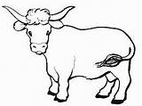 Toro Boi Colorir Toros Desenhos Bueyes Corrida Vacas Animales Idibujos Quia Educativas sketch template