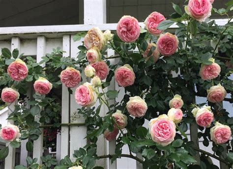 the 8 best climbing roses for your garden trellis arbor