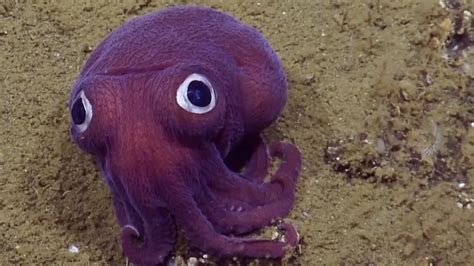 adorable sea creature    stubby squid    californias channel islands