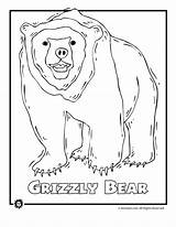 Endangered North America Grizzly Rainforest sketch template