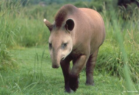 brazil tapir anta travel