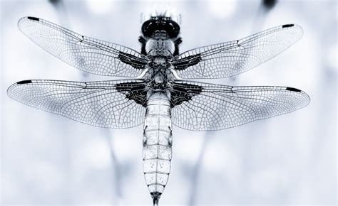 symmetrie foto bild natur insekt libellen bilder auf fotocommunity