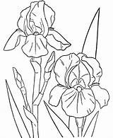 Iris Pages Flowers Colouring Picolour sketch template