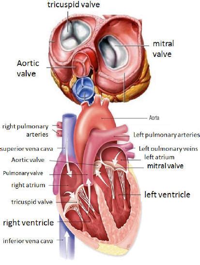circulatory system heart  arteries