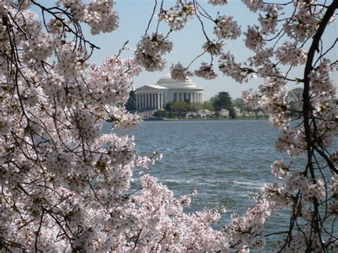 Washington Dc Lincoln Memorial During The Cherry
