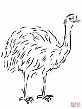 Emu Coloring Flightless Bird Template Australian Pages Animal Clipart Drawing Printable Templates Vogel Ausmalbild Color Tiere Drawings Kangaroos Birds Ausmalbilder sketch template