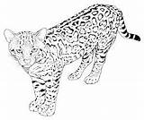 Leopardo Dibujo Ocelot sketch template