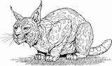 Coloring Pages Lynx Bobcat Cat Big Cats Printable Animal Colouring Kids Drawing Print Animals Wild Spanish Large Sheets Adult Caracal sketch template