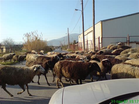 menidi mpeeee photo  acharnes  athens greececom