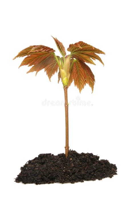 tree sapling stock image image  leaf nurture growth