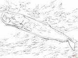 Capodoglio Sperm Disegno Whale Stampare Lusso Moray Eel Piccolo Montessori sketch template