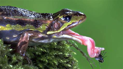 froschzunge das flinke jagdinstrument der froesche