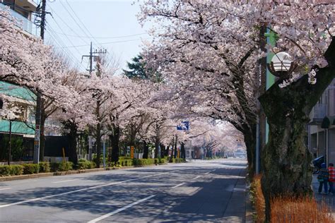 sakura street guidoor