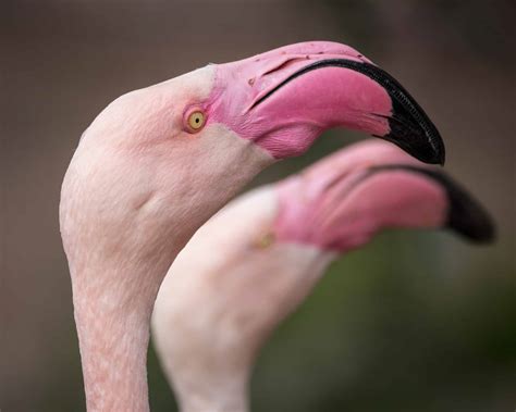flamingo phoenix zoo