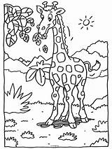 Kleurplaat Giraffe Kleurplaten Giraf Wilde Dierentuin Kleuters Hoge Bladeren Dierentuindieren Moeilijk Terborg600 Knutselen Tiere Giraffen Kinderen Malvorlagen Daiza Pairi Leukste sketch template