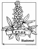 Coloring Texas Flower Bluebonnet State Pages Bluebonnets Symbols Kids Template Sheets Themed Western Flag Printable Jr Classroom Books Flowers Blue sketch template