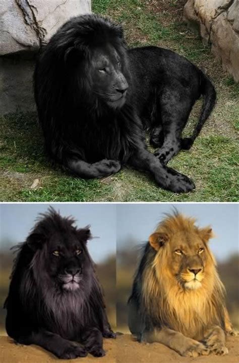 amazing melanistic animals