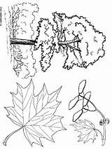 Tree Coloring Maple Pages Recommended Printable Getcolorings Trees Sheet sketch template